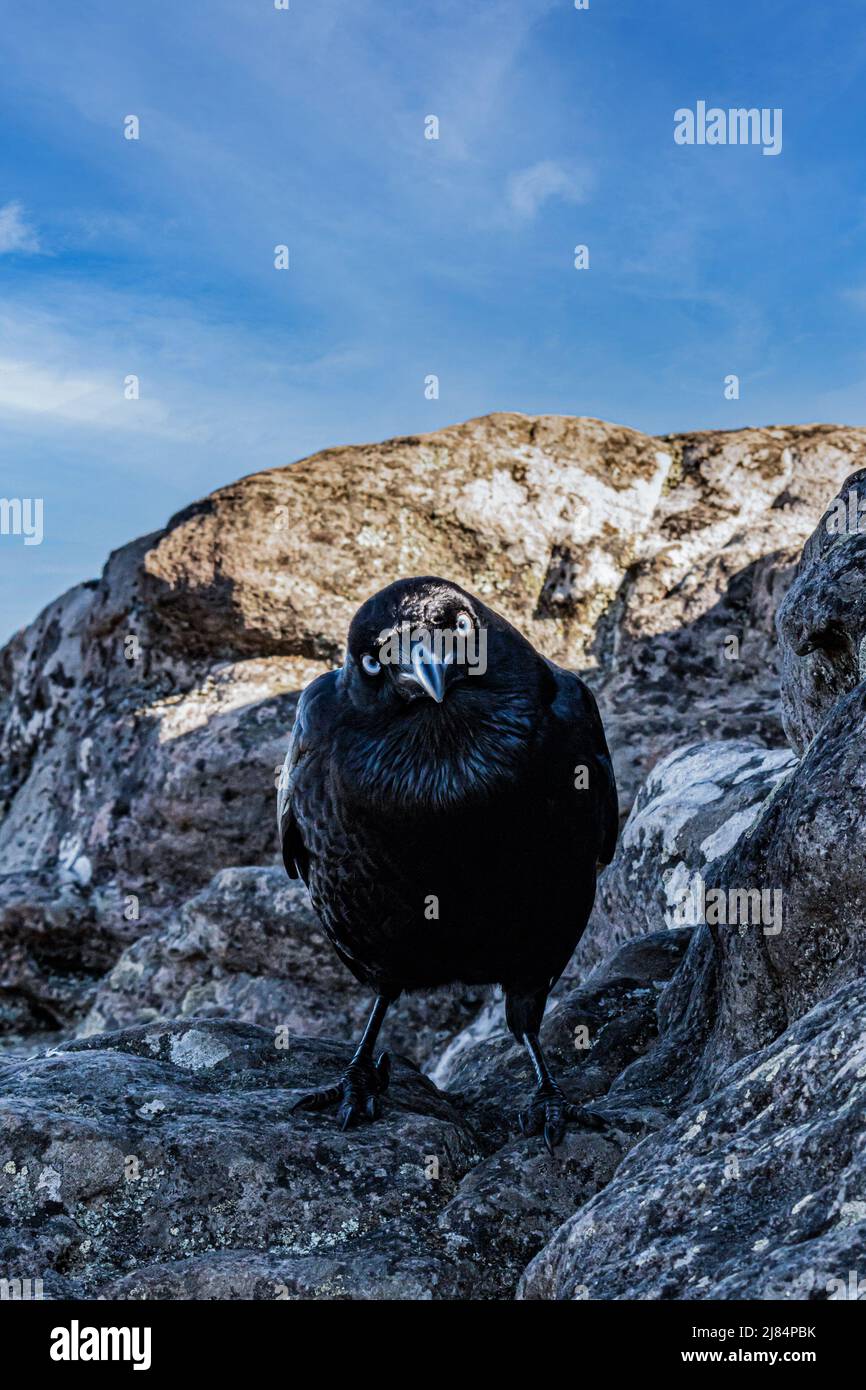 Genau die perfekte Zeit und der perfekte Ort für diese Crow, um direkt auf die Kamera zu schauen. Stockfoto