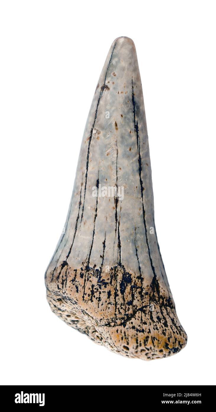 Versteinerte prähistorische Haizahn. Makro. Tertiärperiode der Cenozoikum-Ära. Isoliert auf Weiß Stockfoto