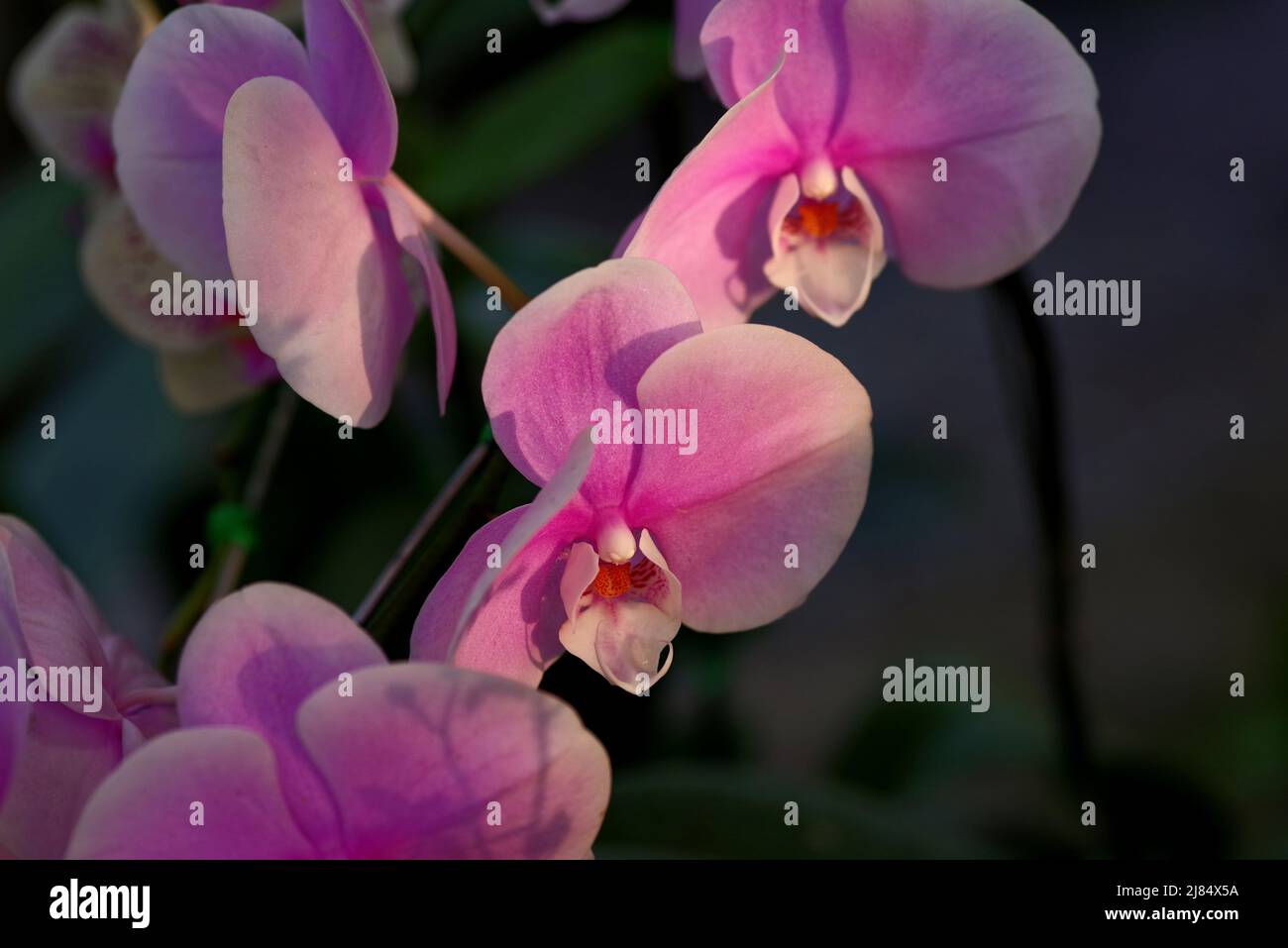 Rosa Orchidee auf schwarzem Hintergrund Stockfoto