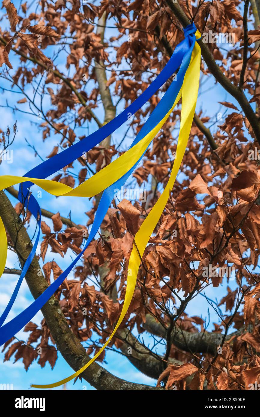 Ein Band in den Farben der Nationalukrainischen Flagge auf einem Baum. Stockfoto