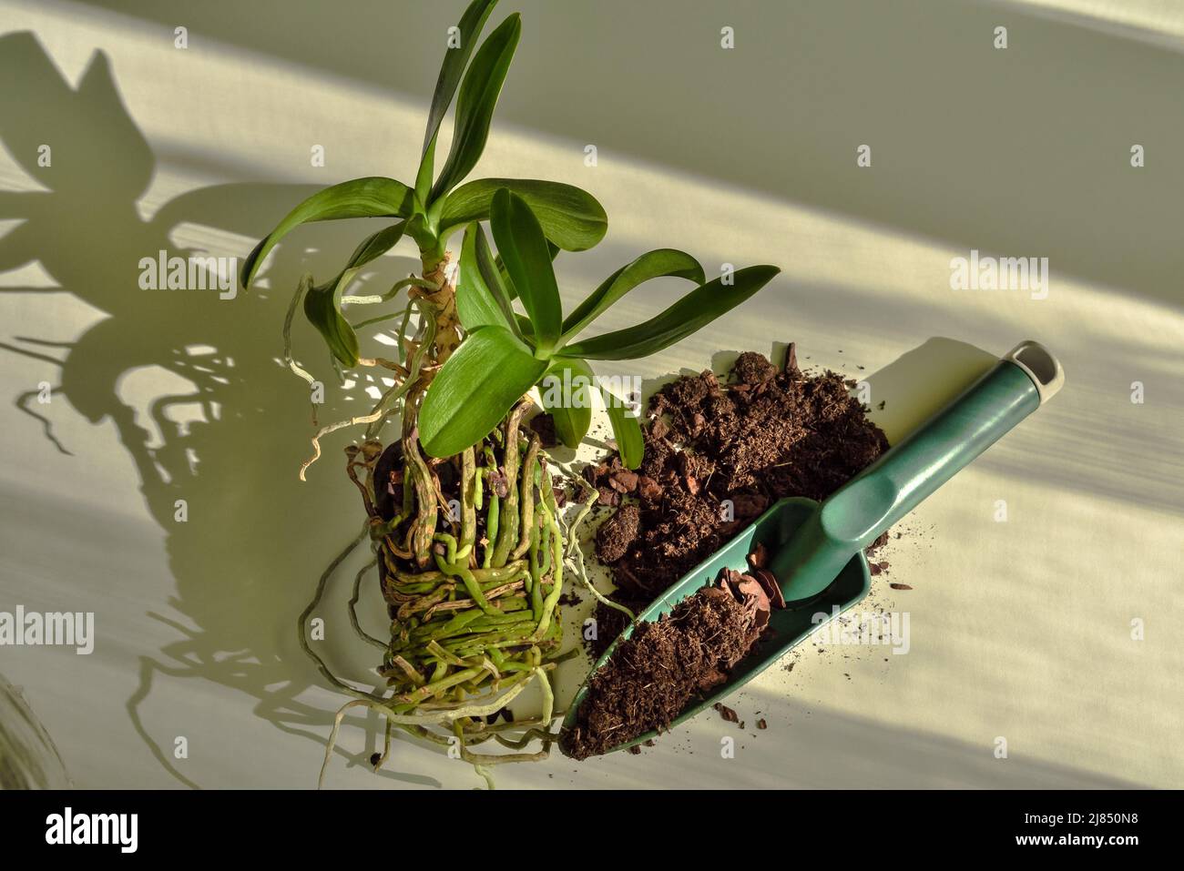 Die Blüte und die Wurzeln der Orchidee werden für die Pflanzung in einem neuen Boden vorbereitet. Pflege und Anbau von Phalaenopsis Orchideen. Stockfoto