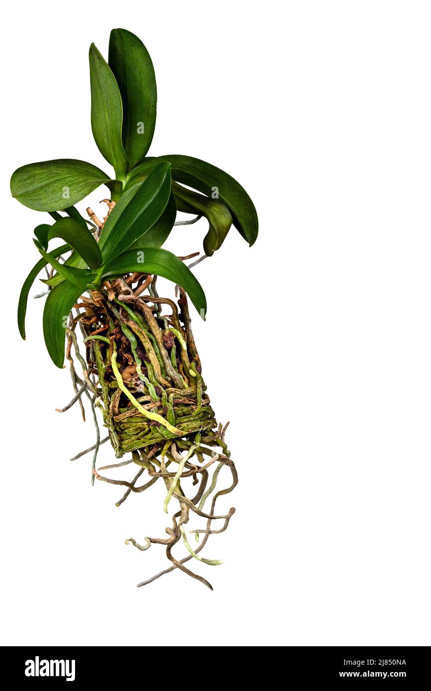 Orchideenblume, phaenopsis und sein langes Wurzelsystem auf weißem Hintergrund. Stockfoto