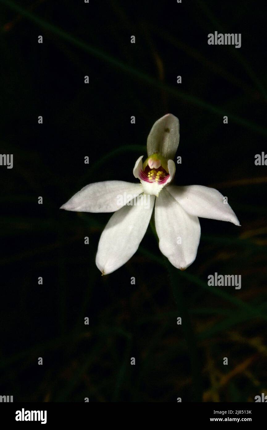 Es gibt 3 gemeinsame Arten von Finger Orchideen, und mehrere nicht so häufig. Diese Weißfinger-Orchidee (Caladenia Alba) ist eine der 3 häufigsten Arten. Stockfoto