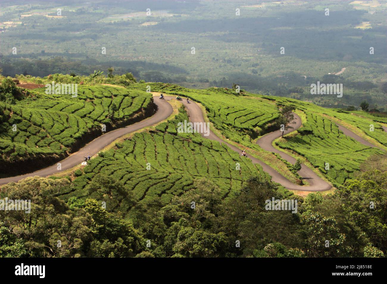 Autofahrer fahren auf der Straße, die sich zwischen einer Teeplantage am Fuße des Mount Dempo in Pagar Alam, Süd-Sumatra, Indonesien erstreckt. Stockfoto