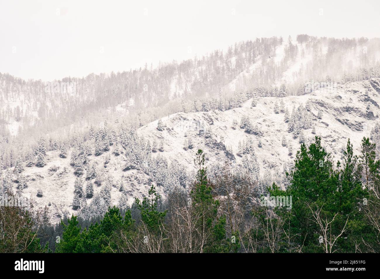 Das Konzept der Temperaturdifferenz in den Bergen. Grüne Weihnachtsbäume auf dem Hintergrund von Weihnachtsbäumen unter dem Schnee auf der Oberseite des Mo Stockfoto