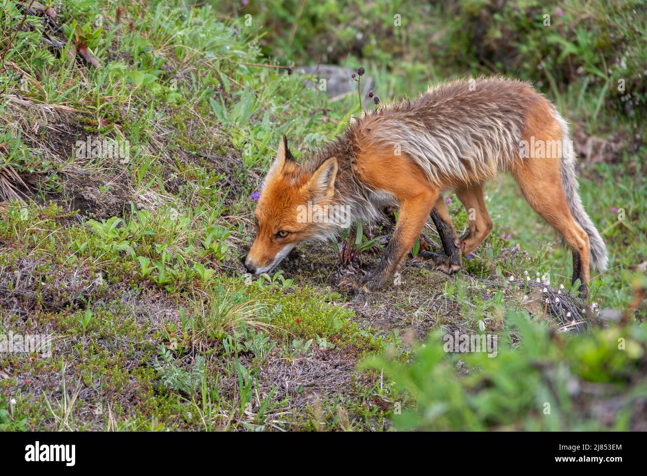 Hungriger Rotfuchs, der auf dem Gras mit weißen Blumen auf der Suche nach Nahrung geht. Der Fuchs jagt. Wilde Tiere in der Natur. Das Konzept des Schutzes von wildem A Stockfoto