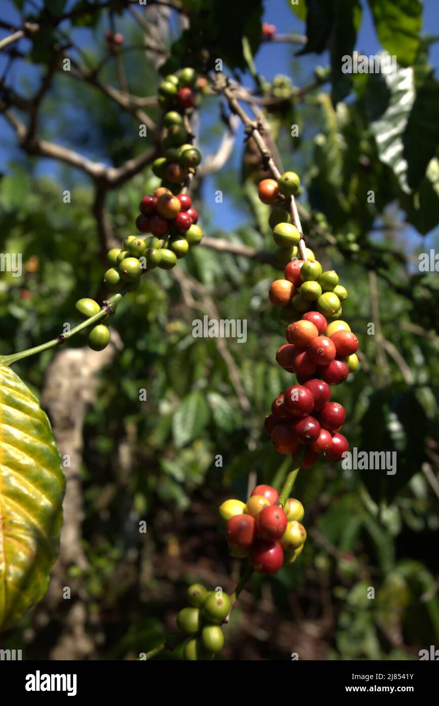 Kaffeekirschen auf einer Farm im Dorf Tegur Wangi, Pagar Alam, Süd-Sumatra, Indonesien. Stockfoto