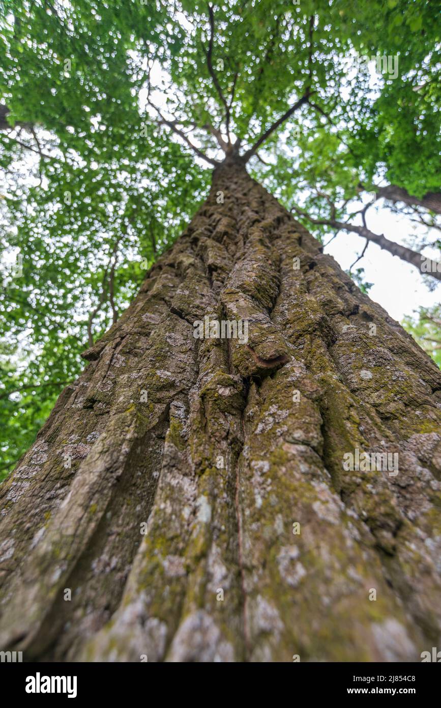 Kraftvoller Pappelbaum im Sommer mit Fokus auf Rinde Stockfoto