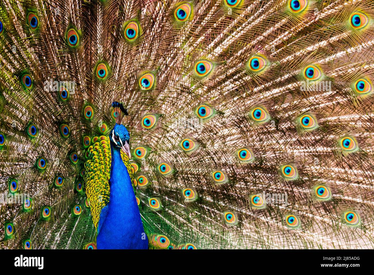 Ein Pfau legte seine Schwanzfedern an das Pfauenrad Stockfoto