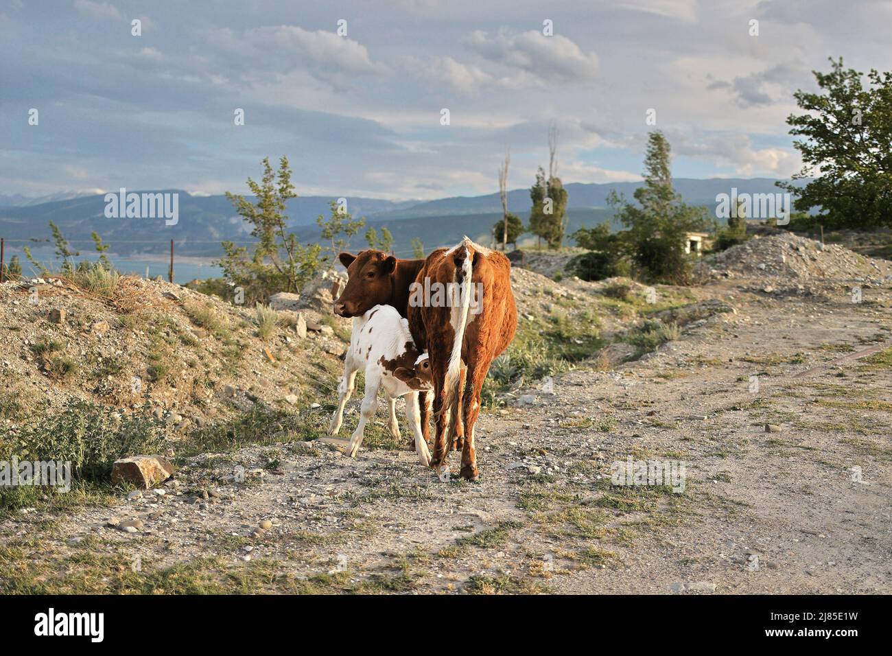 Rote Kuh, ihr kleines Kalb saugt ihr Euter in der Nähe einer Landstraße. Dagestan, Berge und Wolken am Horizont Stockfoto