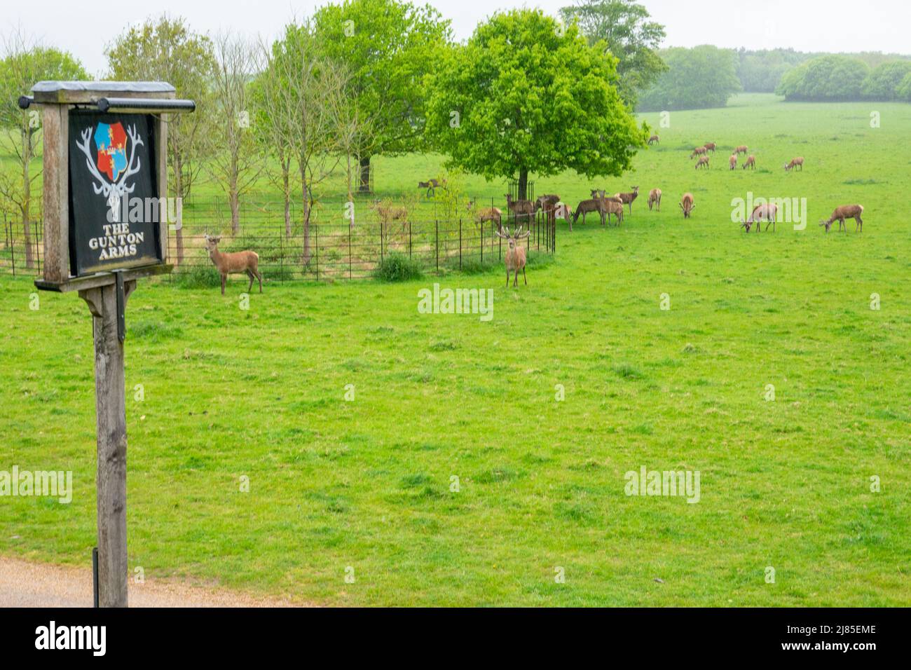 Gunton Arms Stockfoto