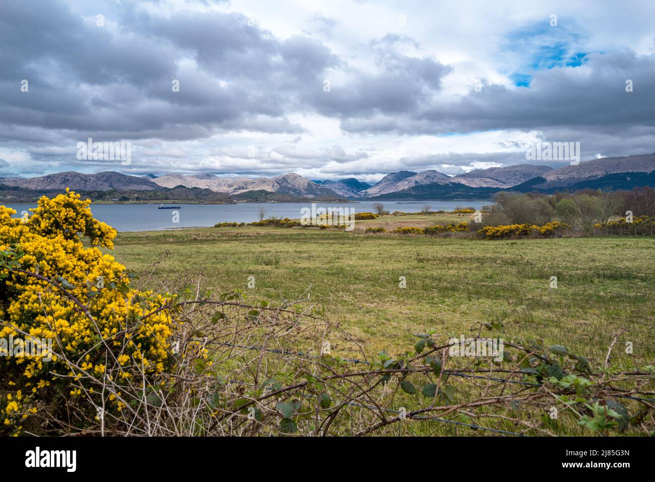 Loch Creran bei Oban Argyll mit leuchtend gelbem Ginsterbusch im Vordergrund Stockfoto