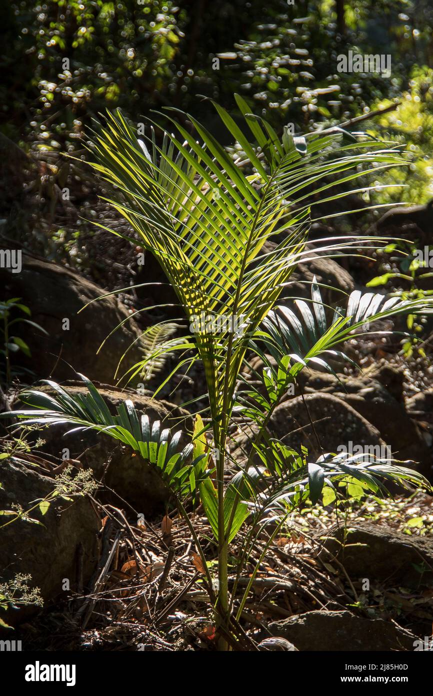 Leuchtend grüne Wedel junger Bangalow-Palmen (Archontophoenix cunninghamiana), subtropischer Tieflandregenwald, Tamborine Mountain, Australien Stockfoto