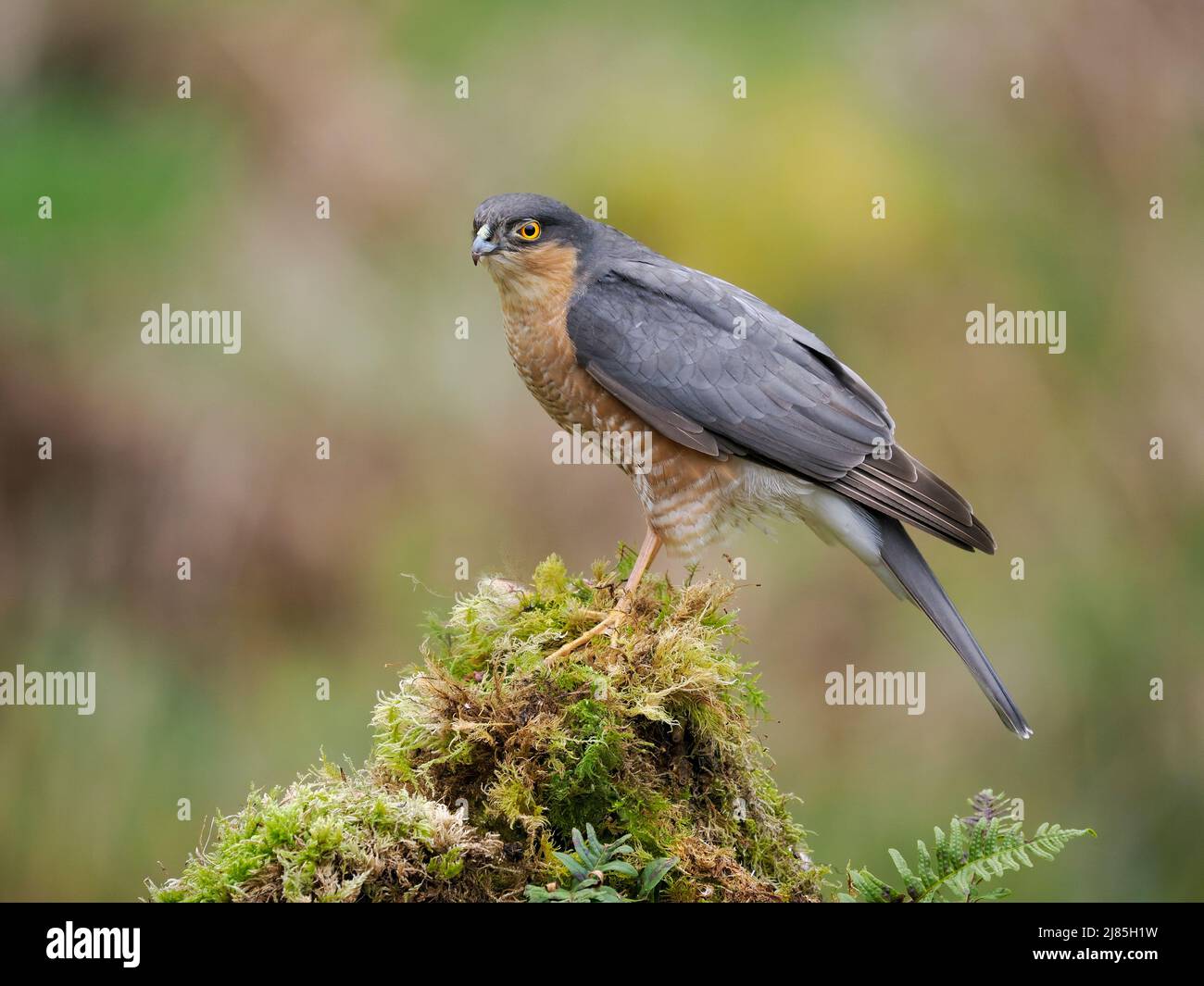Sparrowhawk, Accipiter nisus, alleinstehend am Ast, Schottland, Mai 2022 Stockfoto