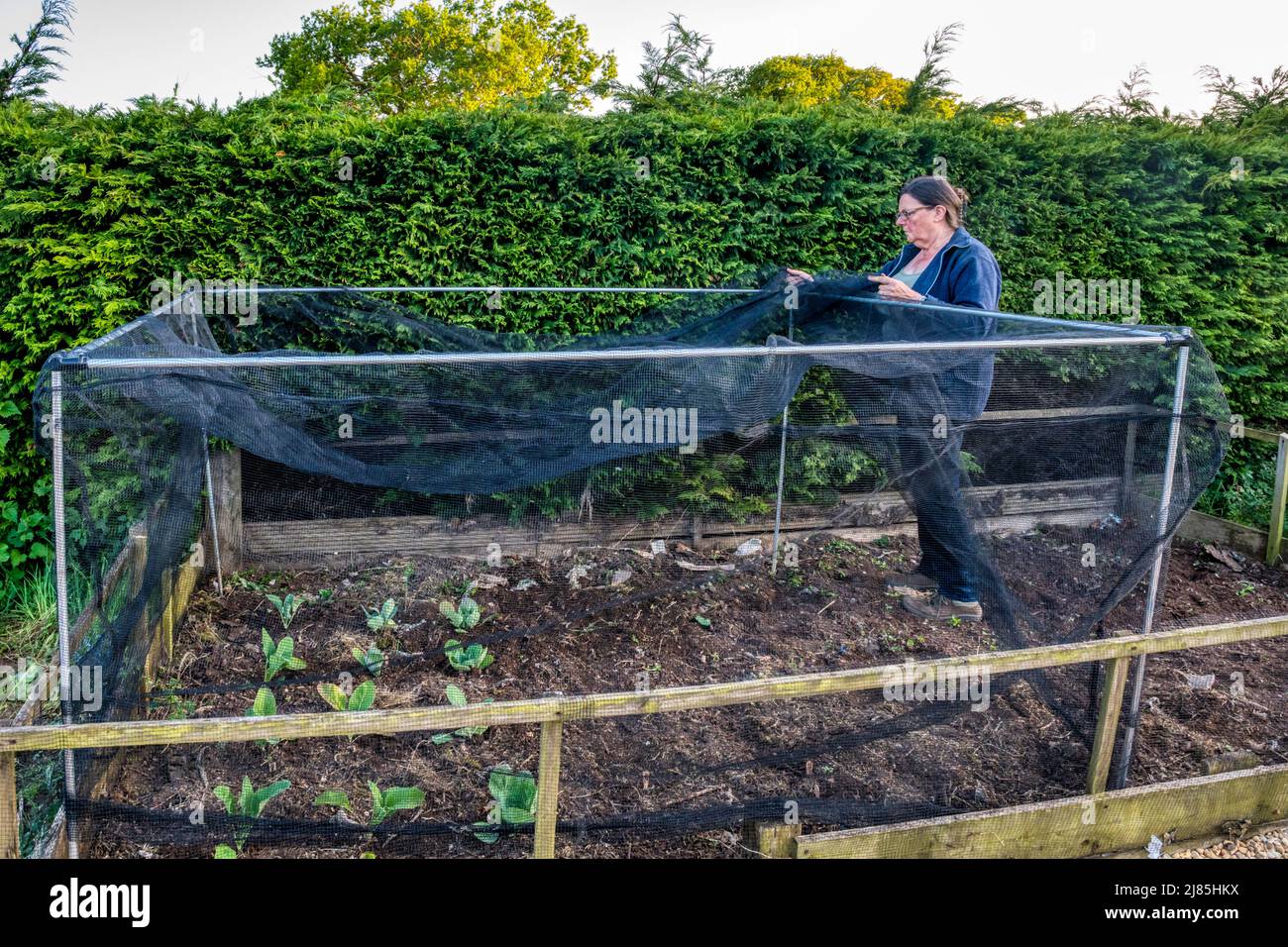 Frau, die einen Gitterkäfig über dem Blumenkohlbett und Kohl baute. Schutz vor weißen Raupen mit Kohl. Stockfoto