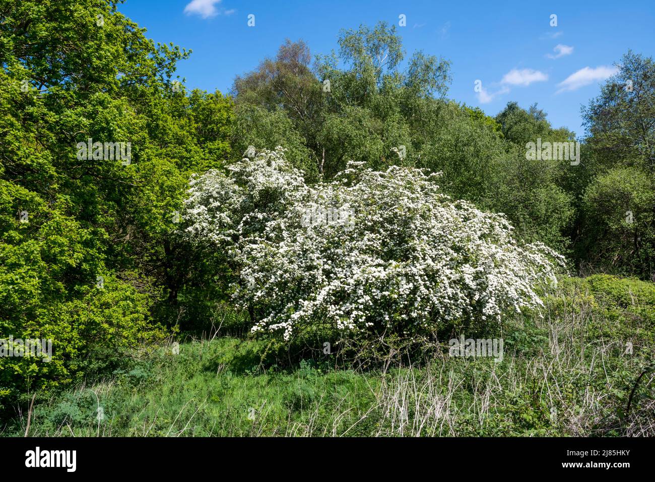 Weißdornbaum, Crataegus monogyna, bedeckt im Mai blüht im Norfolk-Wald. Stockfoto