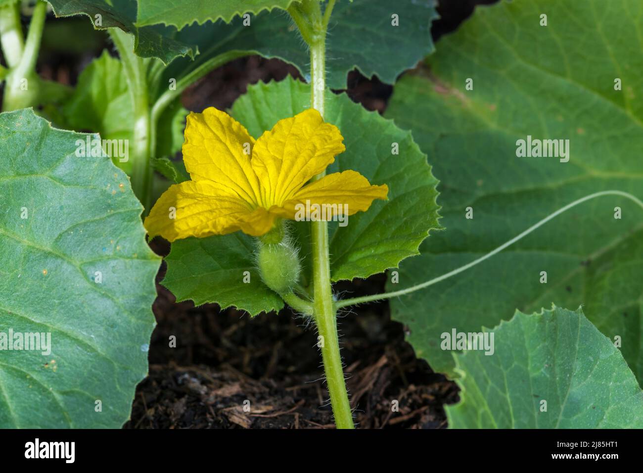 Weibliche Blüte mit embryonaler Melone, die sich auf einer Emir F1-Melone, Cucumis melo, bildet, Pflanze, die in einem Gewächshaus wächst Stockfoto