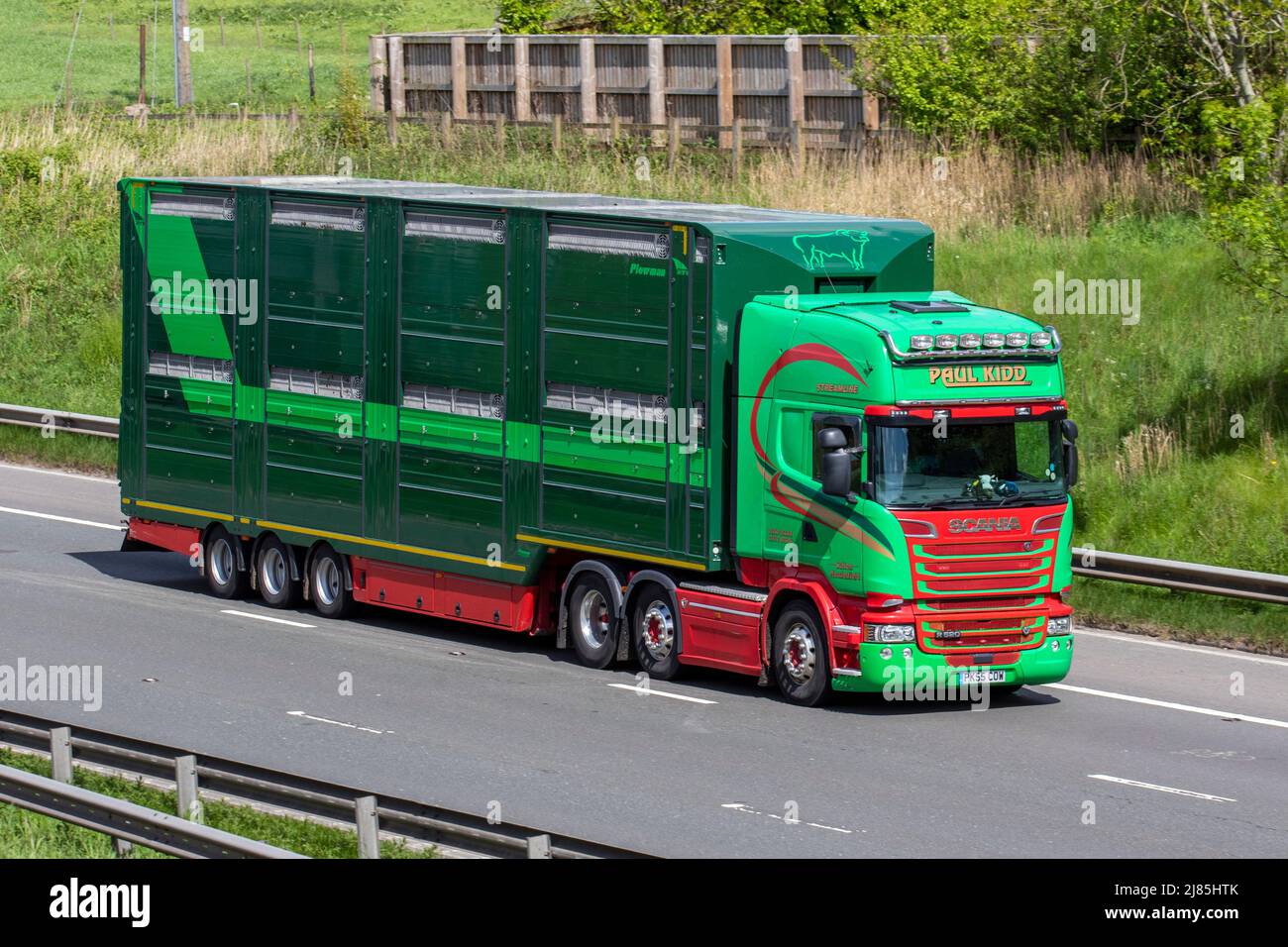 Paul Kidd Farm Animal Transport Plowman Trailer; Scania R 520 Tractor Unit fährt auf der Autobahn M61, Großbritannien Stockfoto