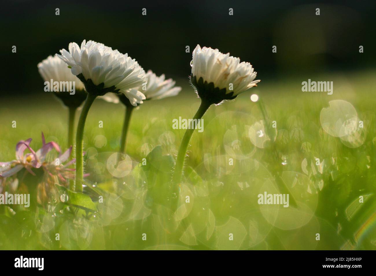 Frühlingswiese mit Gänseblümchen. Am frühen Morgen war es tau. Gänseblümchen blüht mit dem Tau Tropfen im Morgenlicht. Low-Angle-Ansicht. Daisy Field. Stockfoto