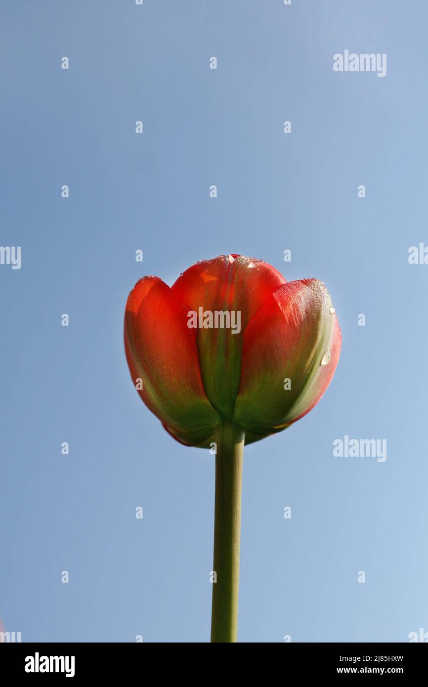 Nahaufnahme des sich entfaltenden Tulip Bud mit Wassertropfen gegen den Himmel im Morgenlicht. Frühling im Garten. Anfang des Frühlings. Low-Angle-Ansicht Stockfoto