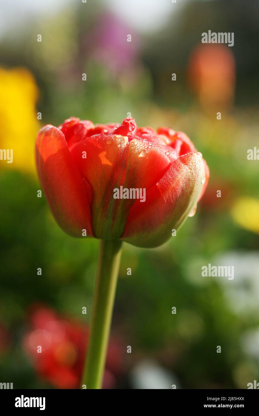 Nahaufnahme des sich entfaltenden Tulip Bud mit Wassertropfen im Morgenlicht. Frühling im Garten. Anfang des Frühlings. Low-Angle-Ansicht Stockfoto