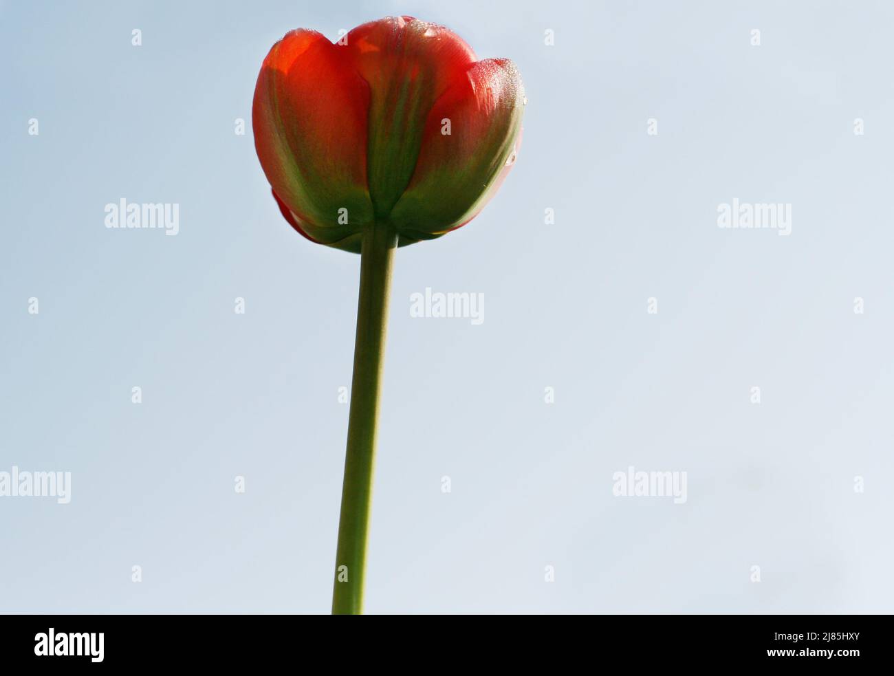 Nahaufnahme des sich entfaltenden Tulip Bud mit Wassertropfen gegen den Himmel im Morgenlicht. Frühling im Garten. Anfang des Frühlings. Low-Angle-Ansicht Stockfoto