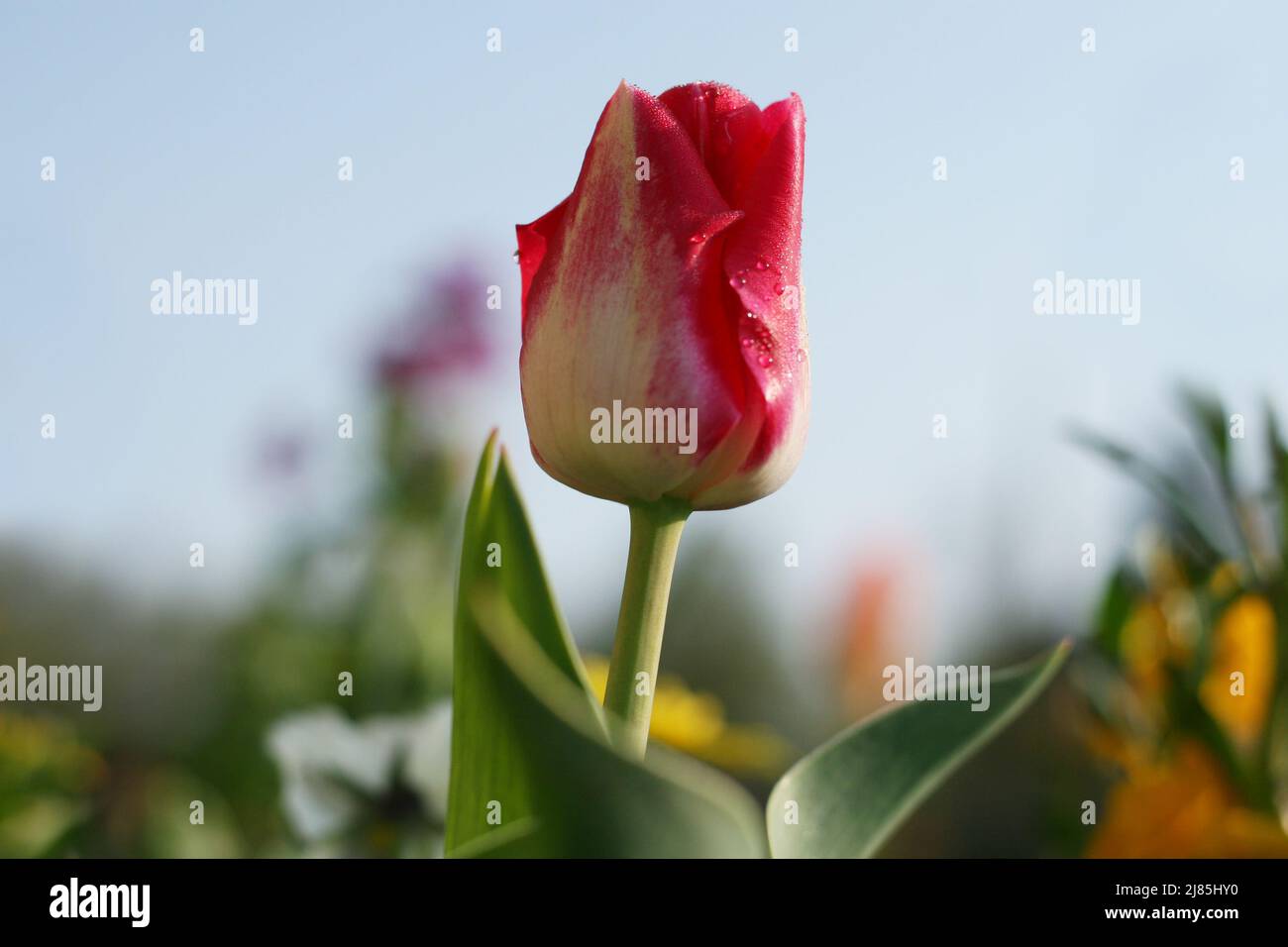Nahaufnahme des sich entfaltenden Tulip Bud mit Wassertropfen gegen den Himmel im Morgenlicht. Frühling im Garten. Anfang des Frühlings. Low-Angle-Ansicht Stockfoto