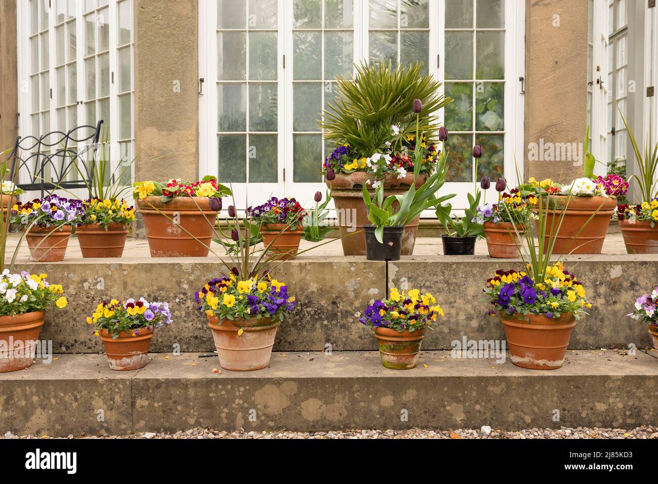 Gartenszene mit Viola-Blumen und Sanvitalia procumbens in Terrakotta-Töpfen Stockfoto