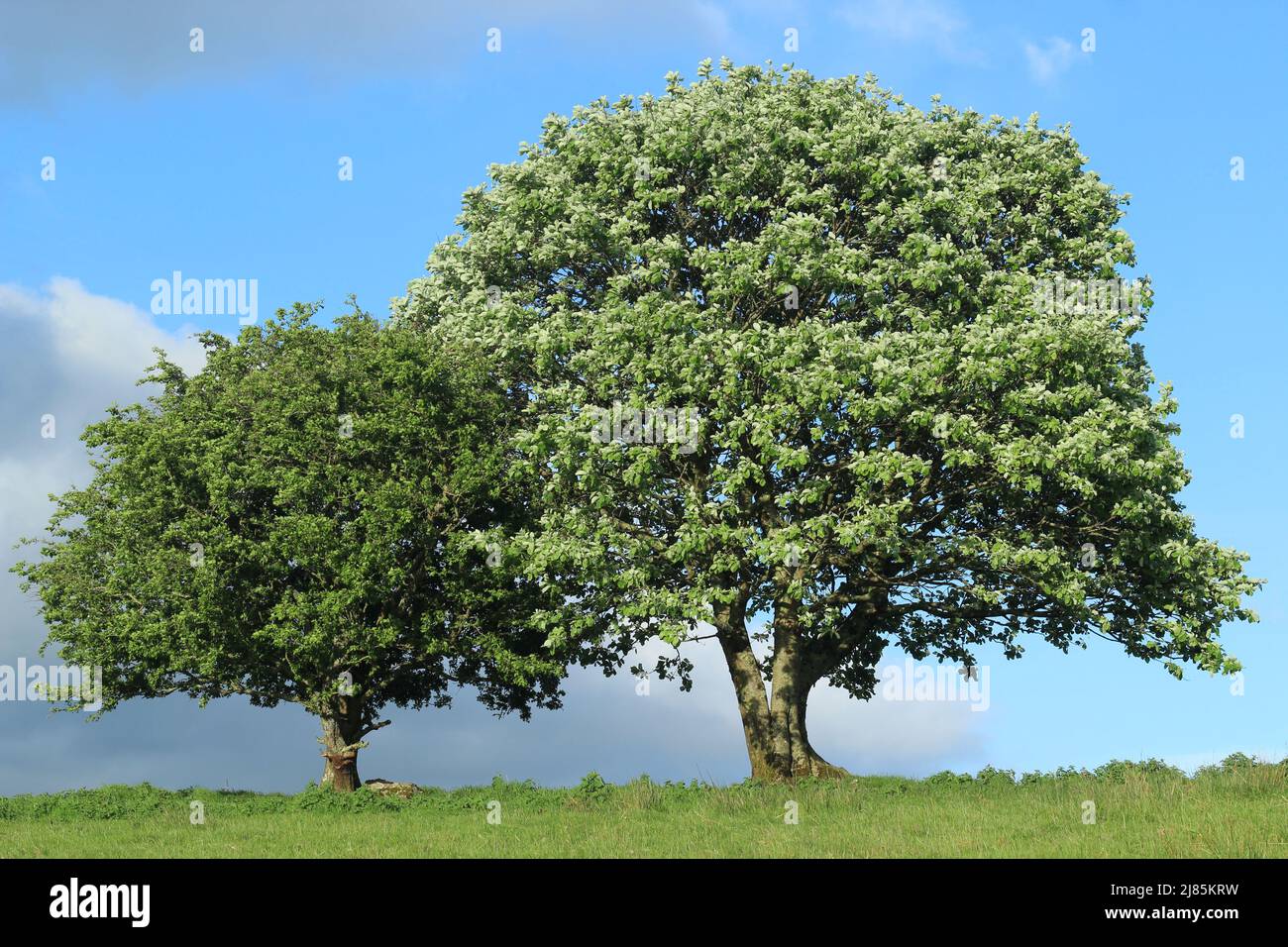 Hainbuche und Weißdorn wachsen Seite, mit Zweigen verflochten, auf dem Feld in ländlichen Irland Stockfoto