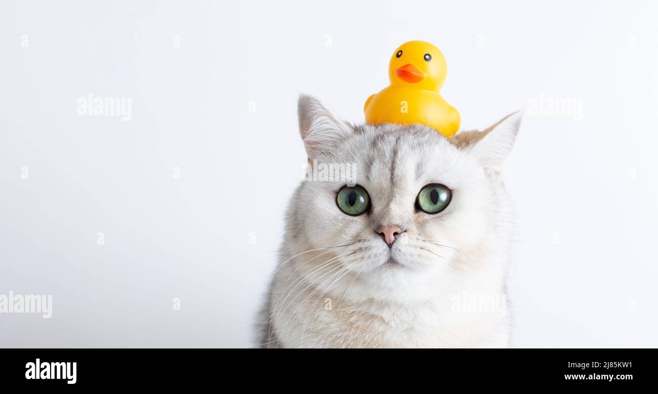 Lustige weiße Katze mit einer gelben Gummiente auf dem Kopf, auf weißem Hintergrund. Stockfoto