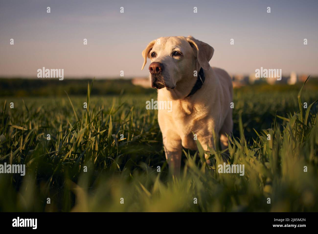 Alter Hund, der den Sonnenuntergang anschaut. Labrador Retriever läuft über das Feld. Stockfoto