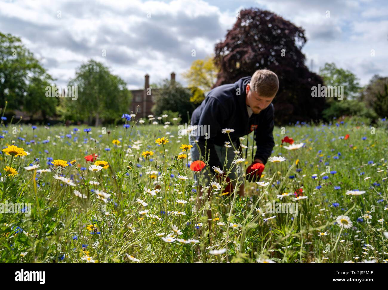 Gärtner Danny Lawler auf der Wildblumenwiese, die am Jesus College der
