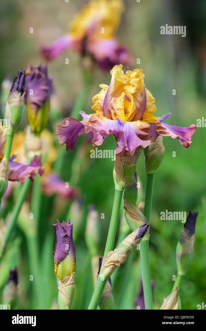 Tall bärded Iris „Billion“. Blüht im späten Frühjahr Stockfoto