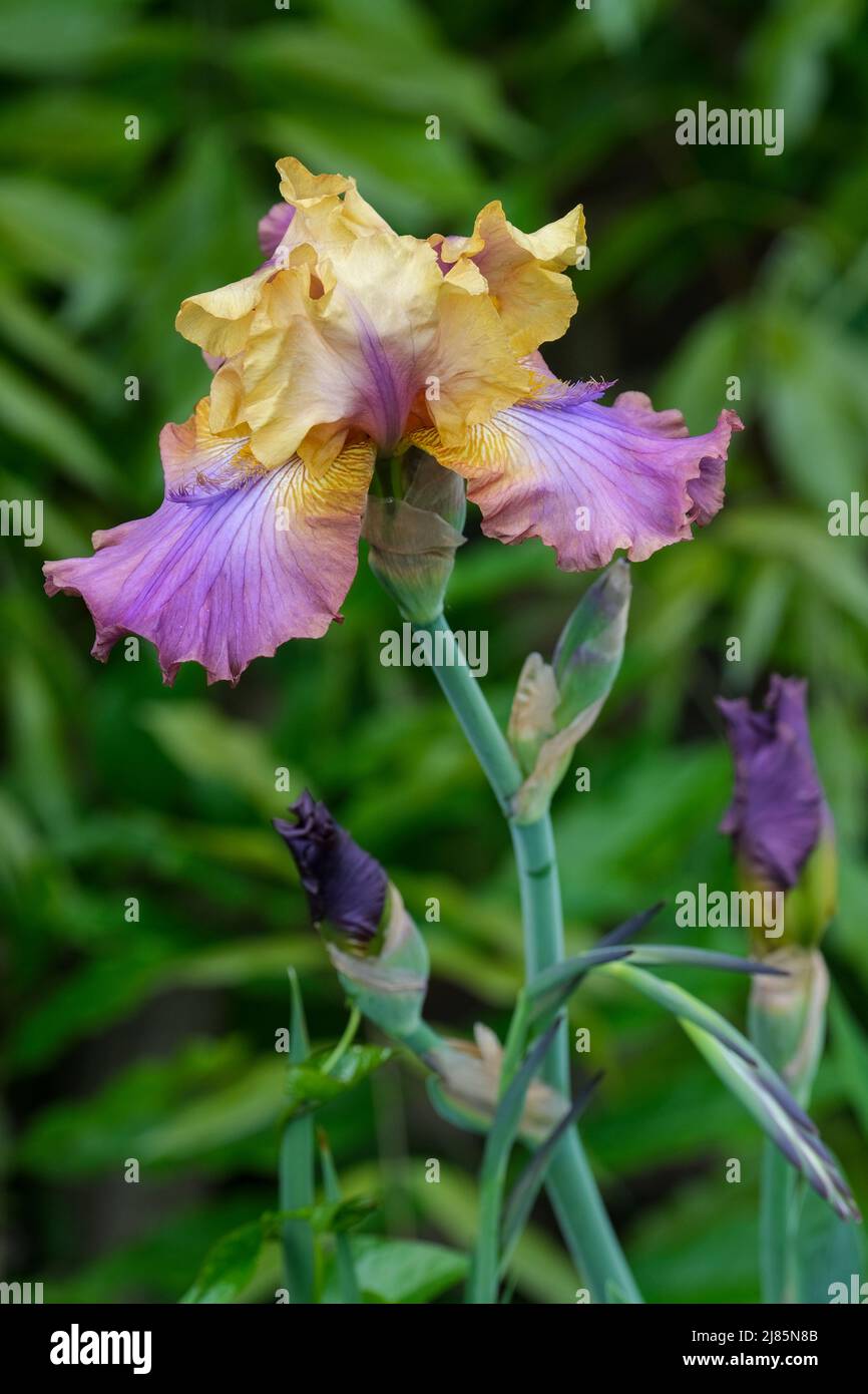 Tall bärded Iris „Billion“. Blüht im späten Frühjahr Stockfoto