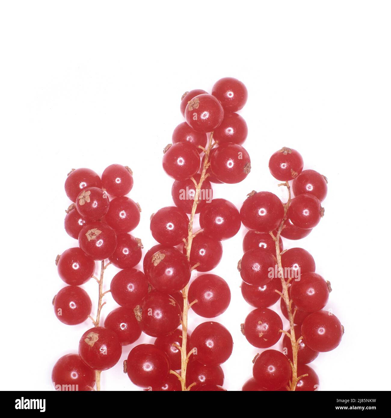Rote Johannisbeeren isoliert auf weißem Studiohintergrund. Stockfoto