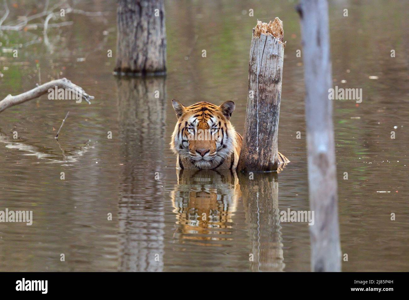 Royal Bengal Tiger oder Panthera Tigris Tigris Entspannen im Wasser im Pench Tiger Reserve MadhyaPradesh India Stockfoto