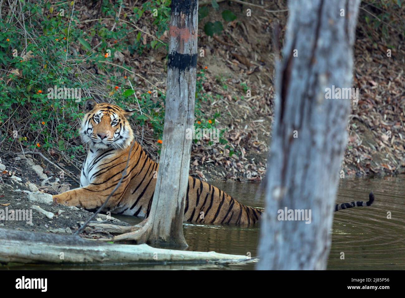 Royal Bengal Tiger oder Panthera Tigris Tigris Entspannen im Wasser im Pench Tiger Reserve MadhyaPradesh India Stockfoto