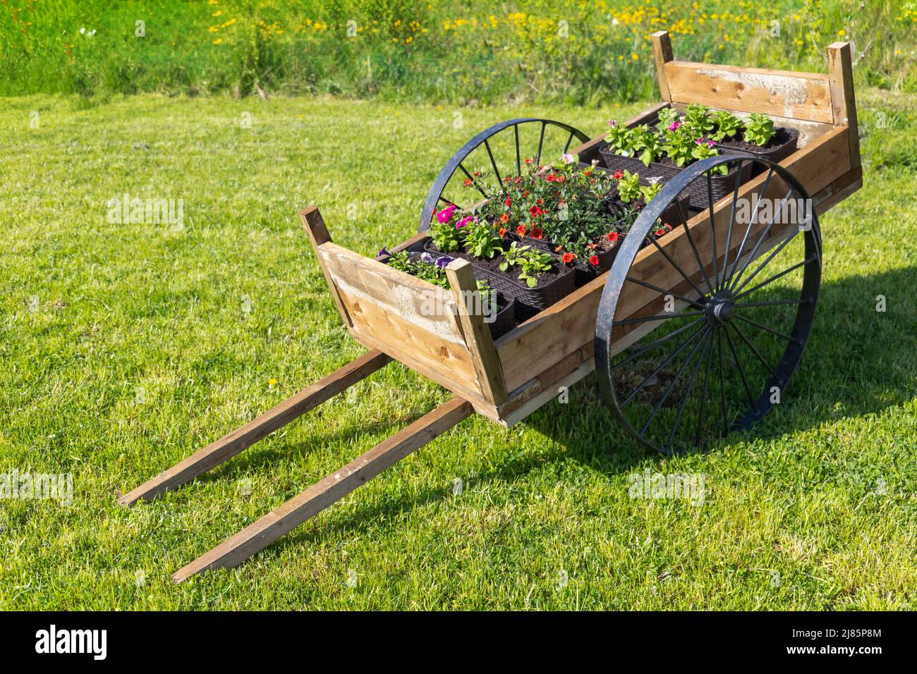 Vintage Holzkarren mit Topfblumen steht auf grünem Gras an einem sonnigen Sommertag. Garteninstallation Stockfoto