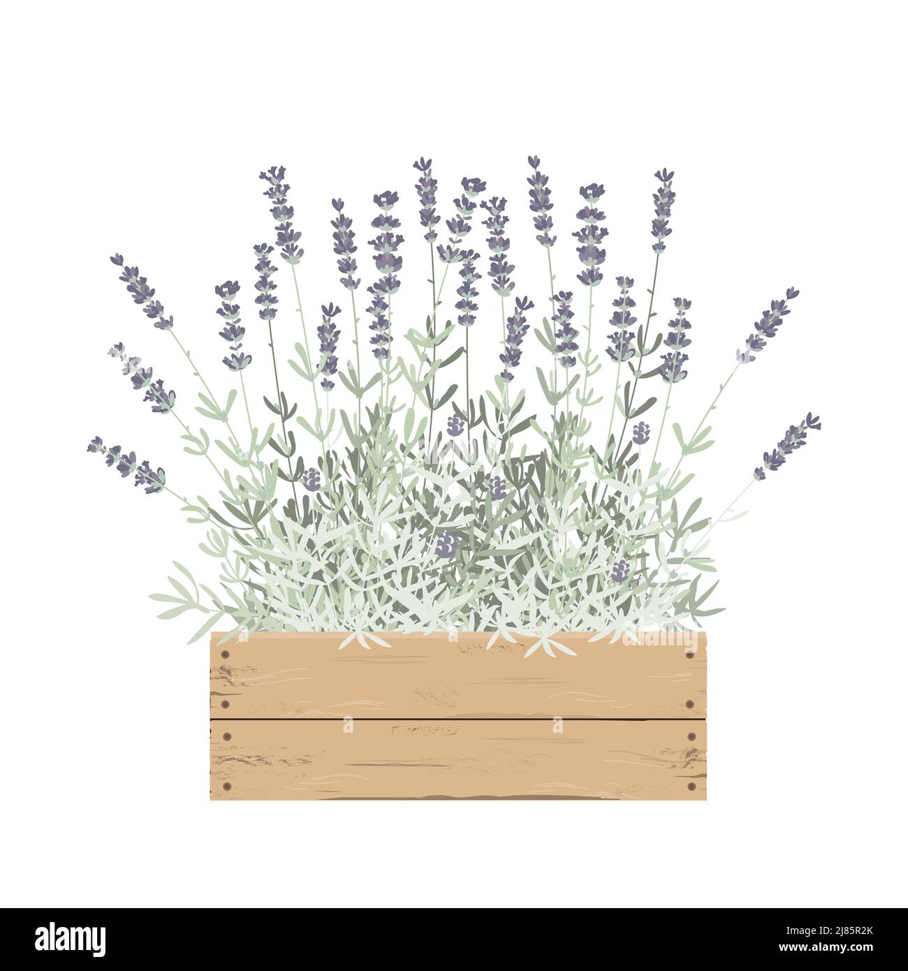 Lavendel Pflanzen Blumen in einer Holzkiste. Design-Element mit Karte oder Dekor. Vektorgrafik Stock Vektor
