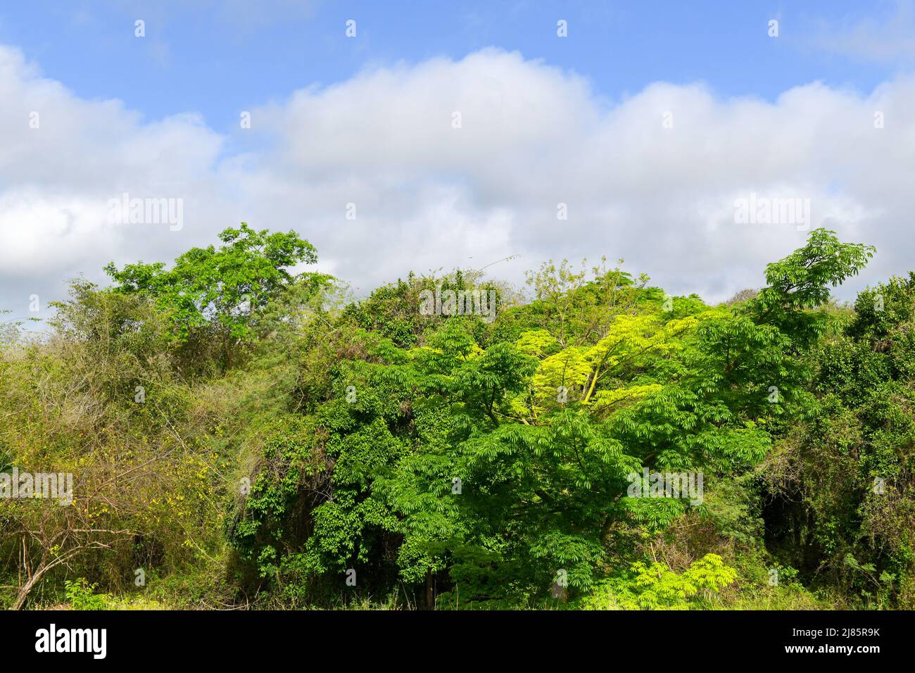 Üppige Vegetation, Yucatan Mexiko Stockfoto