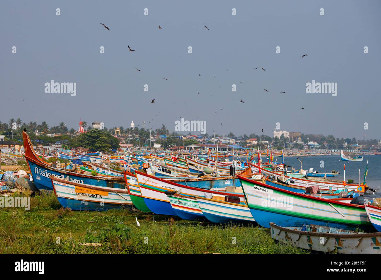 Große Anzahl von Vögeln in der Luft über Fischerboote am Strand in Tangassery, Thangassery, Kerala, Indien. Stockfoto