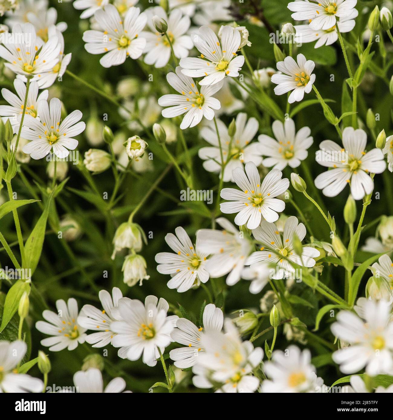 Dies ist ein Stitchwort, auch Datshirts-Knöpfe genannt. Stellaria, wie sie auch genannt wird, blüht hier (im Mai 2022) Stockfoto