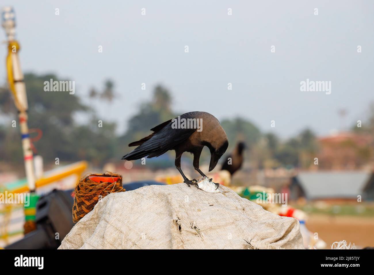 Indische Krähe, die einen kleinen Fisch frisst, Tangassery, Thangassery, Kerala, Indien. Stockfoto