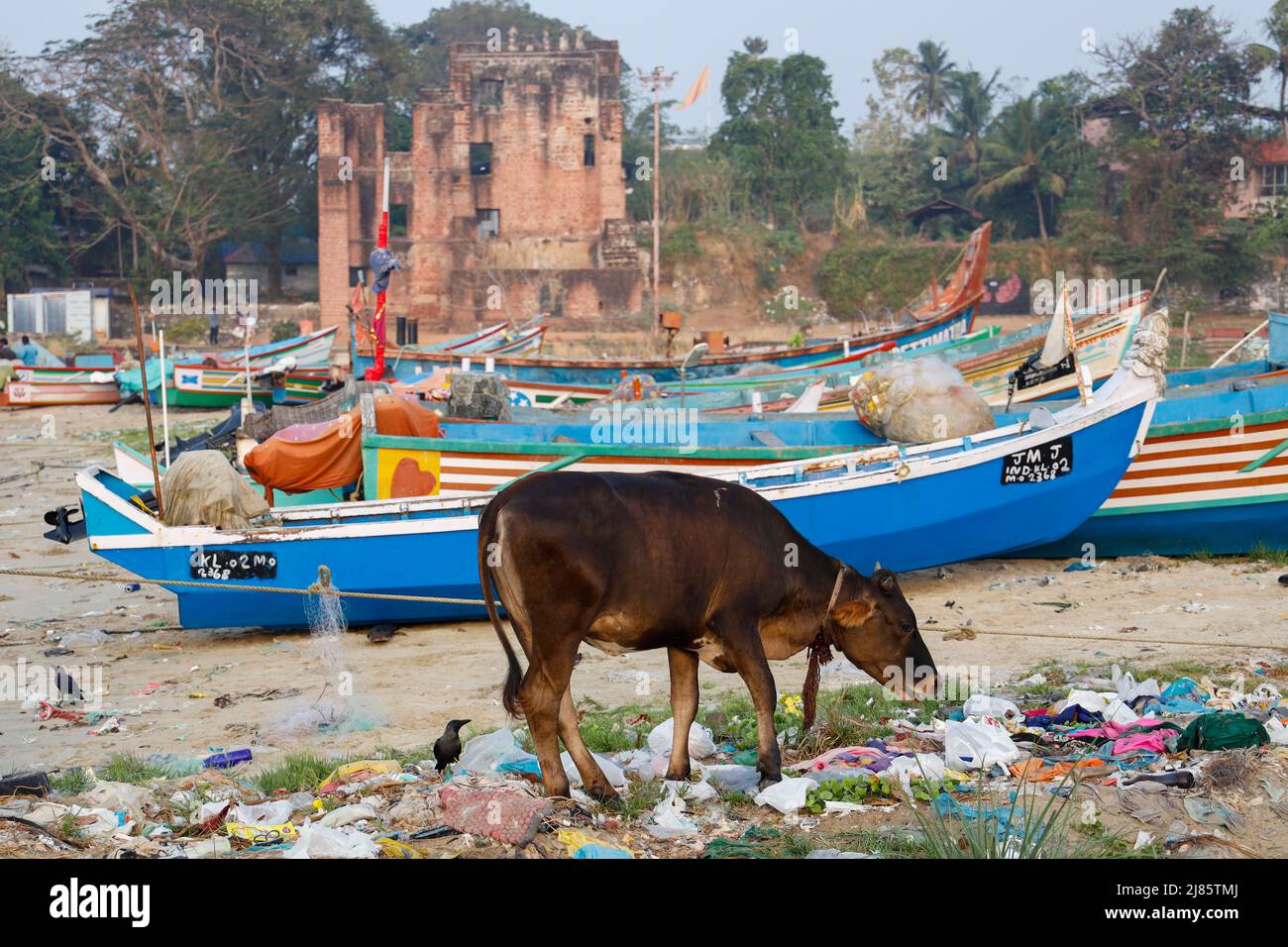 Kuh, die in einem Müllhaufen am Strand in Tangassery, Thangassery, Kerala, Indien, nach Nahrung sucht. Stockfoto