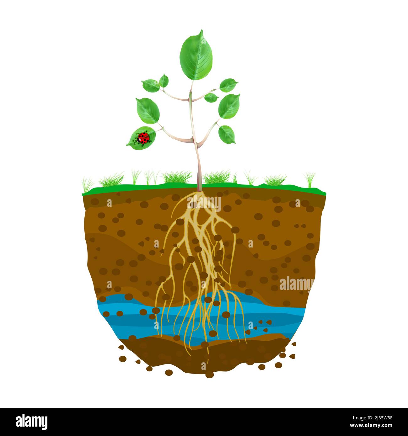 Sprießen mit Wurzelsystem im Boden. Junge grüne Pflanze mit starken Wurzeln. Untergrund mit Schmutzschichten, Wasser und Wurzel. Schnittquerschnitt der geschliffenen Schicht. Vektor Stock Vektor