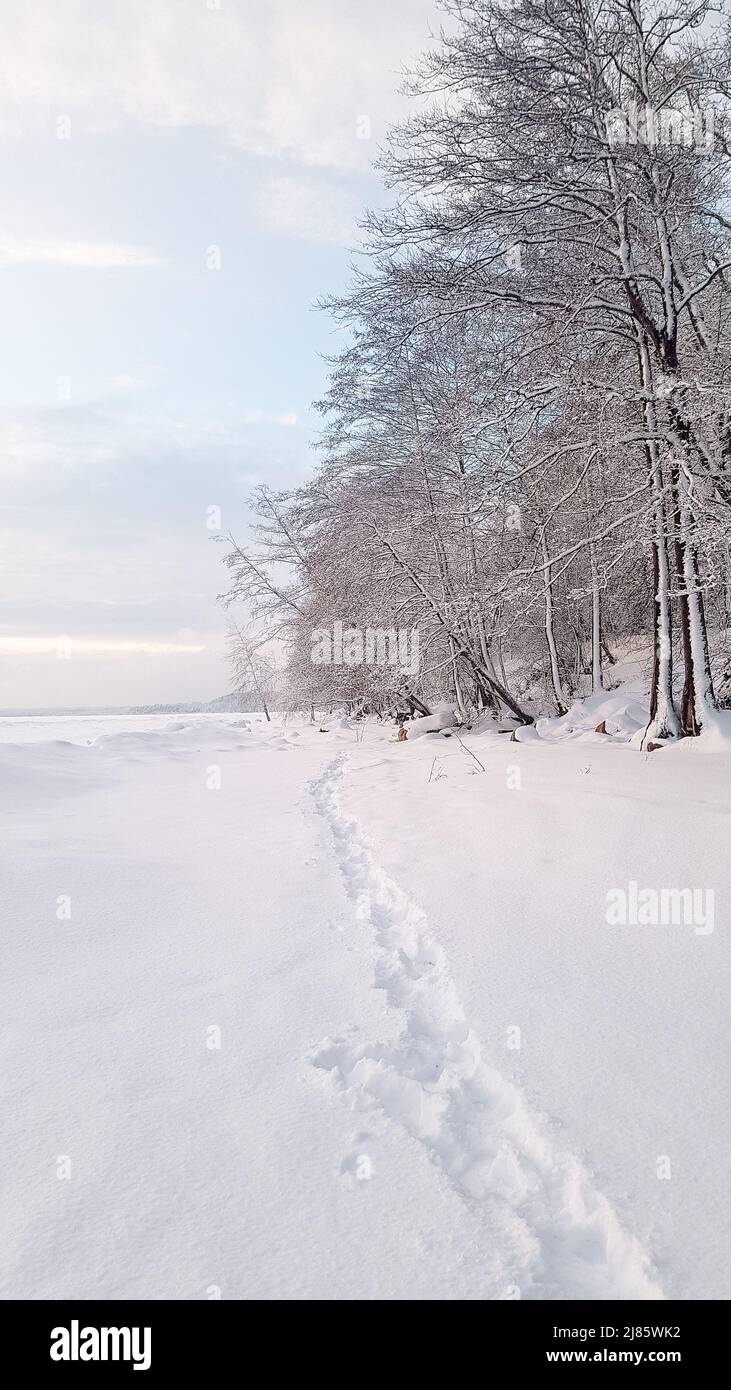 Schöne Winterlandschaft mit Feld von weißem Schnee und Ästen im Raureif bei Sonnenuntergang frostigen Tag, vertikales Foto. Hochwertige Fotos Stockfoto