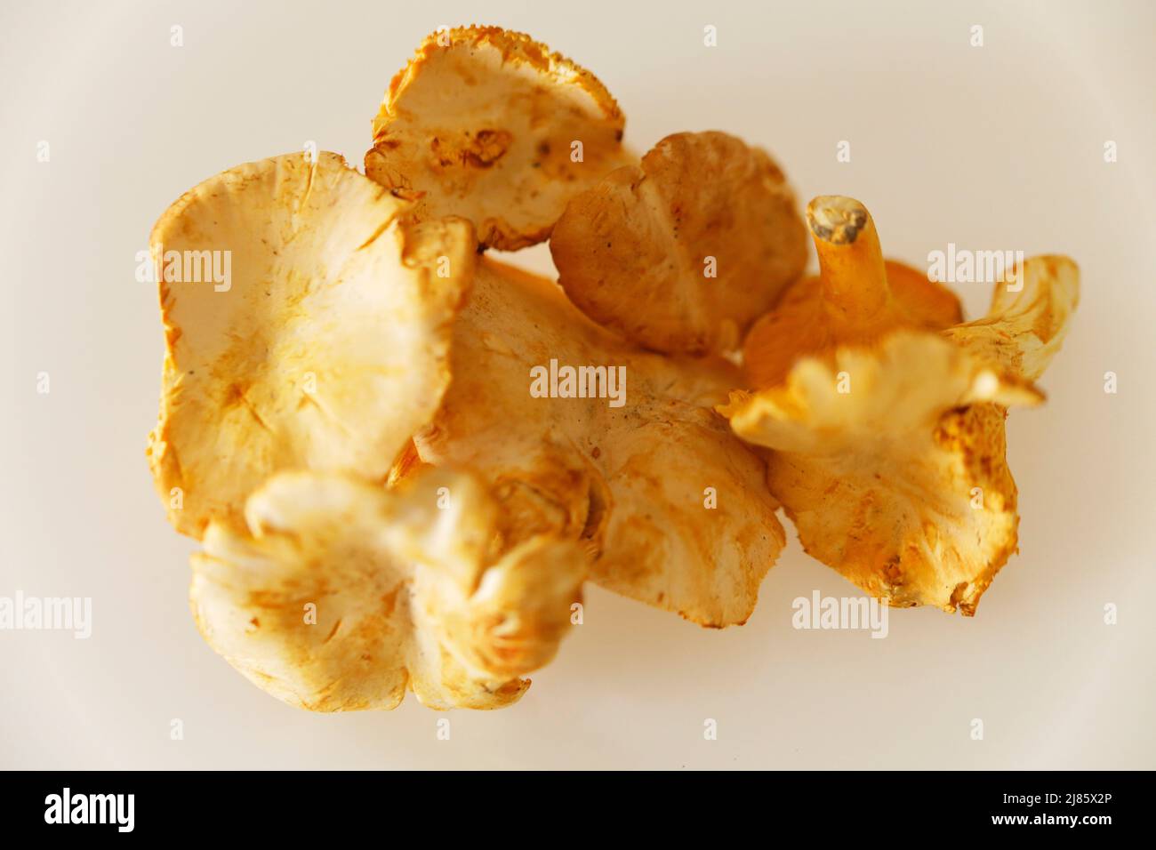 Pfifferlinge - Chanterelle Pilze auf einem Tisch. Stockfoto