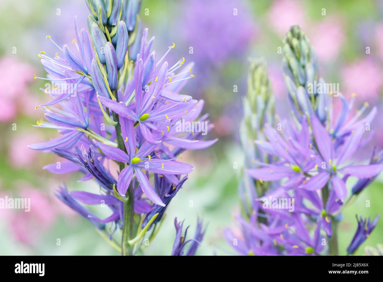 Camassia Leichtlinii subspeices Leichtlinii eine Staude mit lila blauen