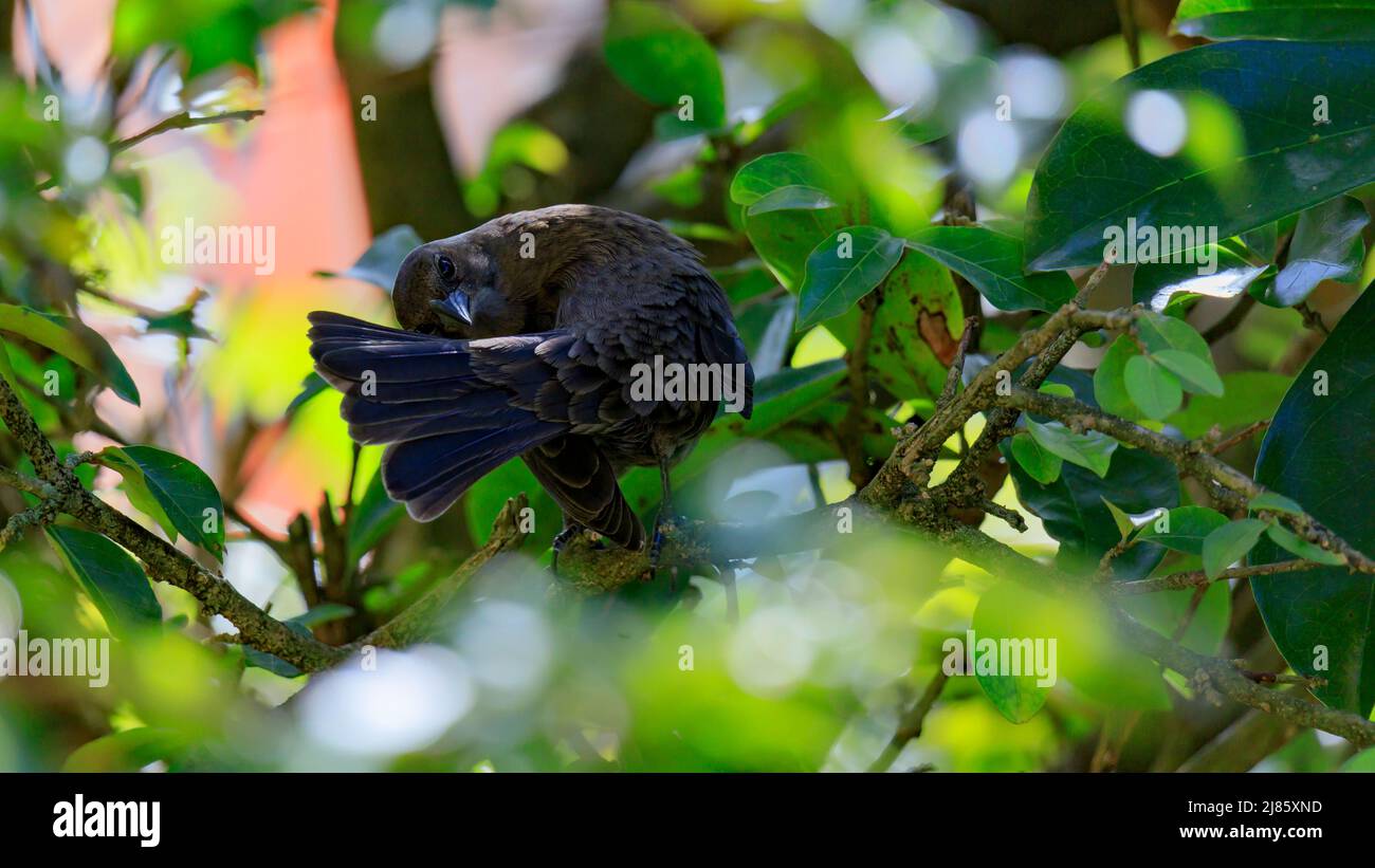 Glänzendes Kuhvogelküken, das auf einem Acerola-Baum thront Stockfoto