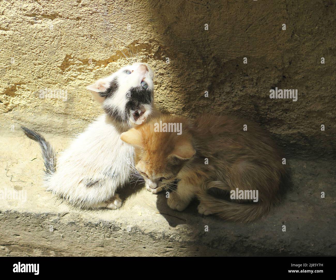 Verlassene Katzen in einer Stadt in Marokko, Afrika Stockfoto